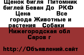 Щенок бигля. Питомник биглей Беван-До (РКФ) › Цена ­ 20 000 - Все города Животные и растения » Собаки   . Нижегородская обл.,Саров г.